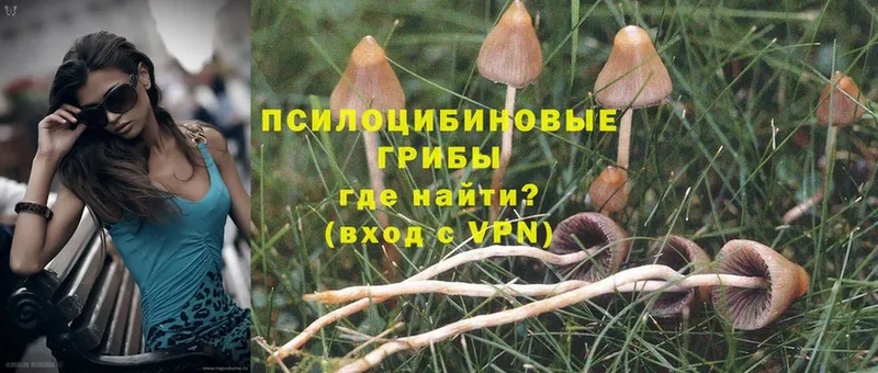 Галлюциногенные грибы Psilocybe  продажа наркотиков  Бор 